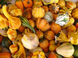 Fall Gourds